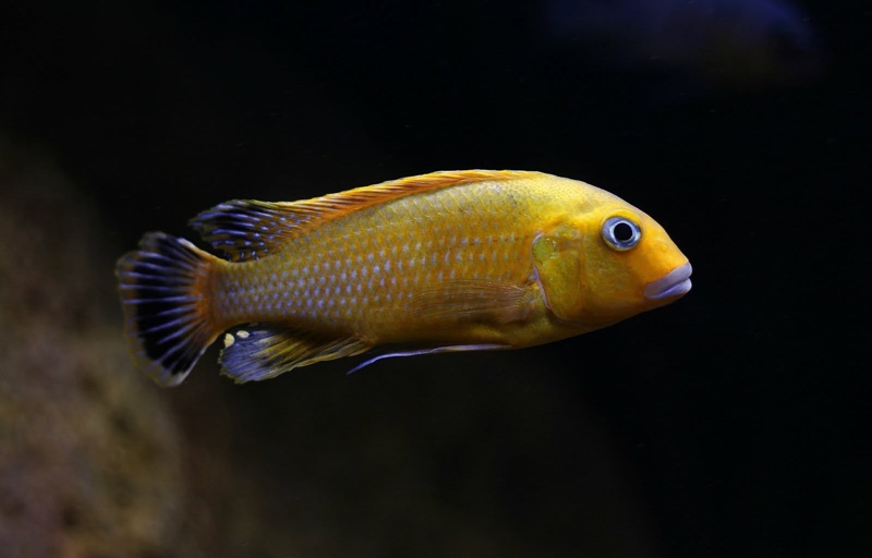 Pseudotropheus sp. 'williamsi north' Makonde